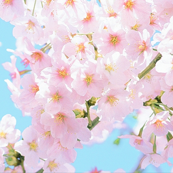 Meet your Posher, Erica - Picture 1 of 1